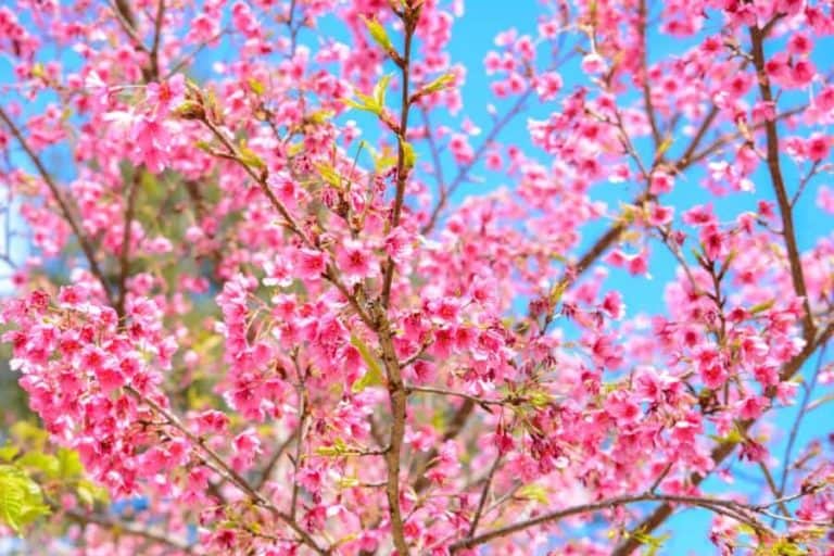 Beautiful pink Sakura flower blooming on blue sky background