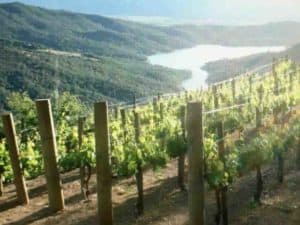 a californian vineyard