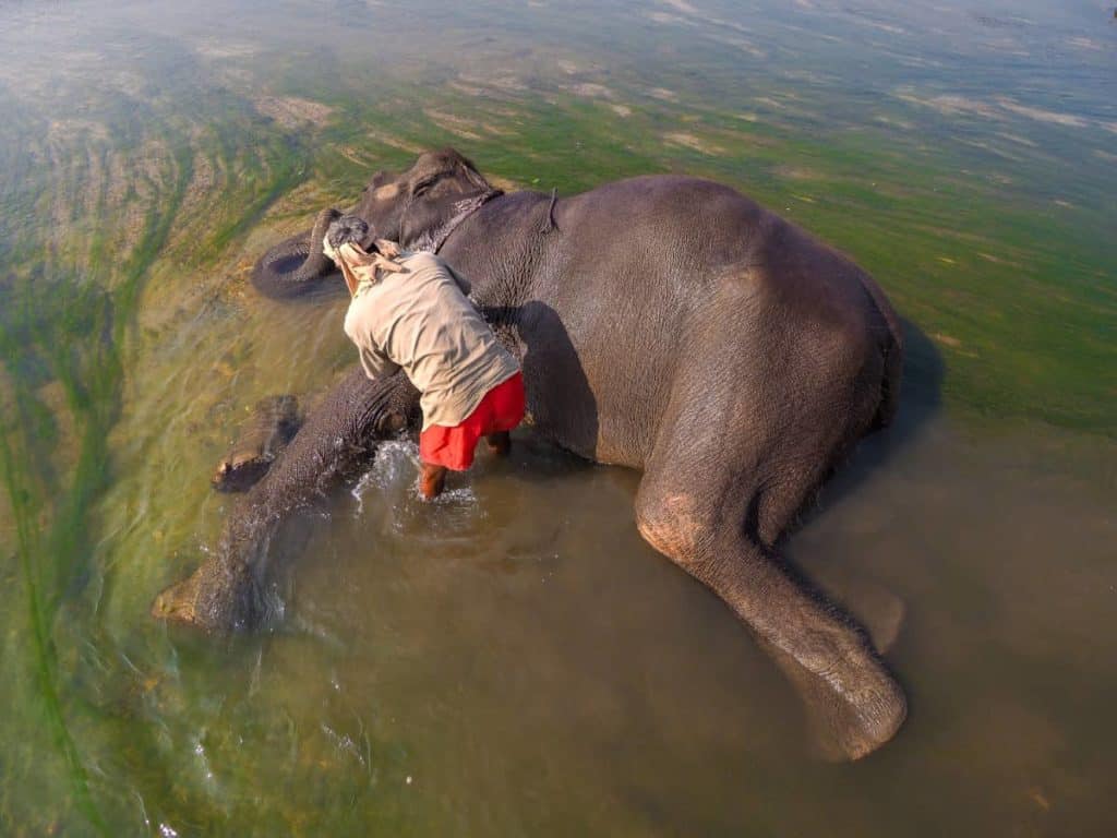 Elephant getting a wash