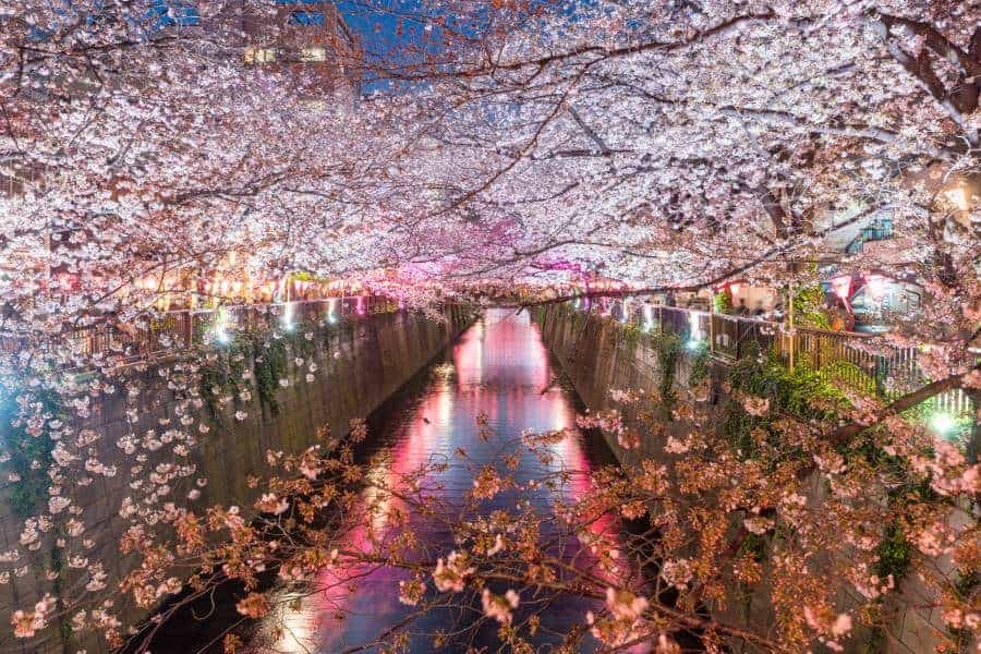 Cherry blossom lined Meguro Canal at night in Tokyo, Japan.