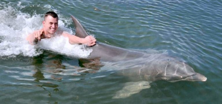 dolphin research swim