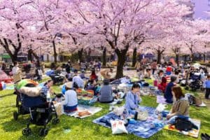 Hanami and cherry blossom trees