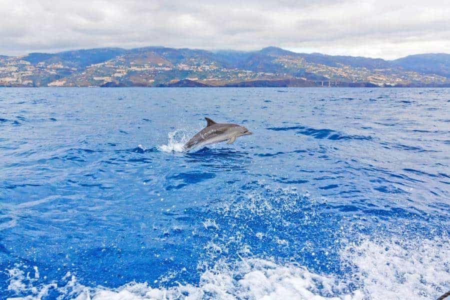 Wild dolphin jumping out of the water - Madeira Island in the background