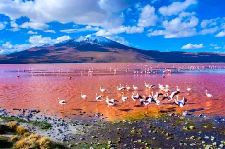 Laguna Colorada , Uyuni, Bolivia