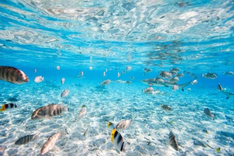Fish and black tipped sharks underwater in Bora Bora lagoon