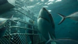 Port Lincoln great white shark