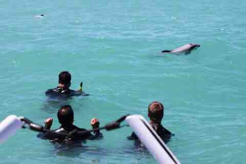akaroa-new-zealand dophins swim