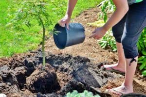 planting a tree for charity
