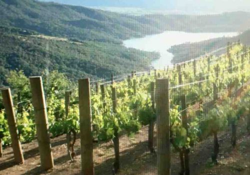 a californian vineyard