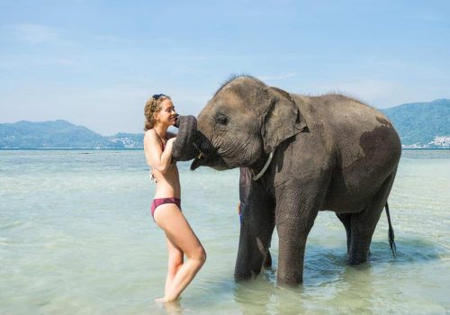 Kissing an Elephant in Thialand
