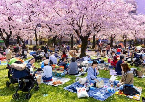 Hanami and cherry blossom trees
